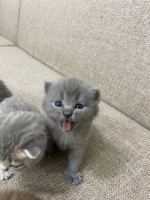 Scottish Kittens for free