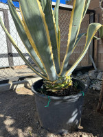 Agave Amarillo