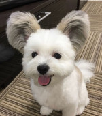 Puppies available for adoption