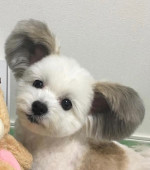 Puppies available for adoption