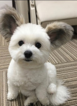 Puppies available for adoption