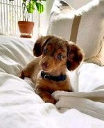 Adorable baby puppy for adoption