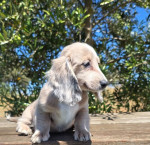 Gorgeous miniature dachshund