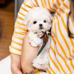 Teacup maltese puppy  avaliable