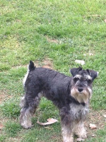 Miniature schnauzer