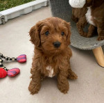 Cavapoo puppies available for adoption