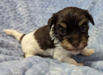 Charming Biewer Terrier Puppy Looking for a Loving Home!