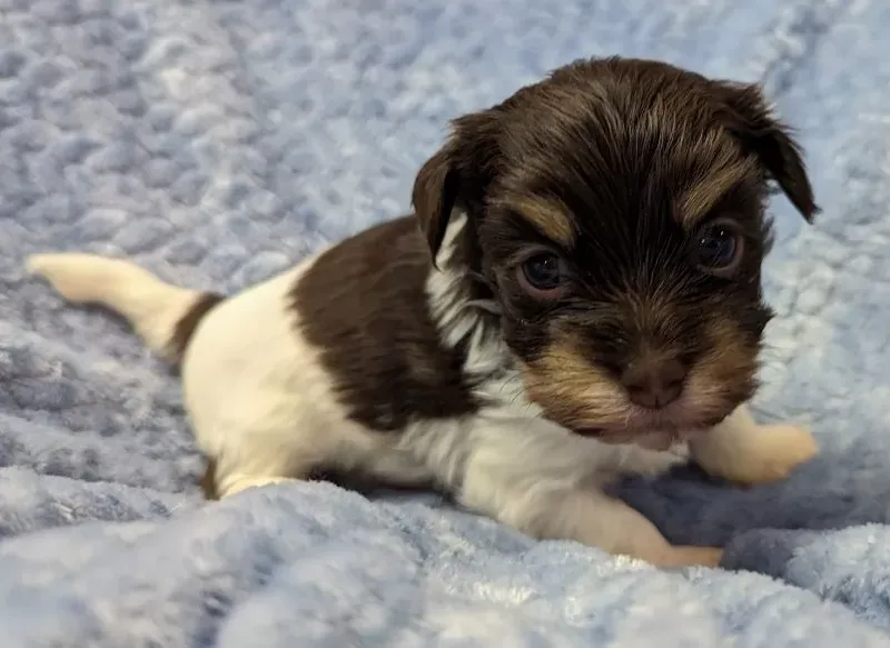 Charming Biewer Terrier Puppy Looking for a Loving Home!