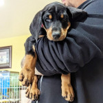 Very lovable Doberman Pinscher and get along very well with other animals