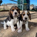 Beautiful KC Reg Beagle Pups - Ready Now