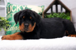 Rottweiler puppy / Male 12 weeks