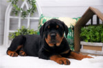 Rottweiler puppy / Male 12 weeks