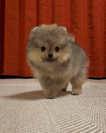 Super cute and healthy Pomeranian Puppies available for a new home.