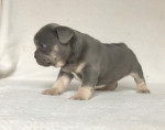 French bulldog puppy