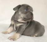 French bulldog puppy