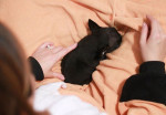 French bulldog puppies