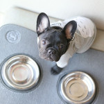 French bulldog puppies