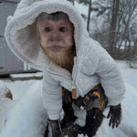 Cutie Capuchin monkey for adoption.
