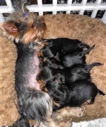 Yorkies fro adoption