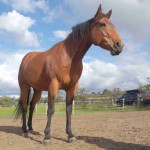 American Quarter Horse needs a new home