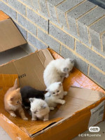 All are available now for adoption