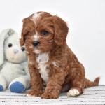 CAVAPOO - ( CHARLIE  )10 WEEKS OLD MALE