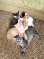 Mainecoon kitten's