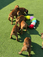 Boxer puppies