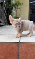 $200 reservation fees for available puppies