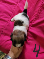 $200 reservation fees for available puppies