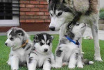 Siberian husky puppies for sale