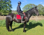 15.3hh beautiful Fresian X,  11 year old mare.