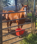 Beautiful mare looking for a new family