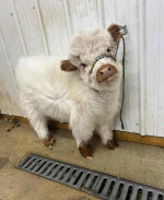 Micro mini highland cows for sell