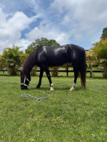 Lazy Lightning (aka) Zing (aka) Amazing