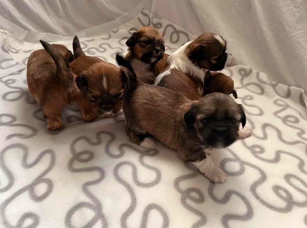 Adorable and Healthy Puppies Looking for Loving Homes.