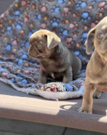 Charmimg Sweet Male and Female Pug Puppies Searching New Home
