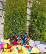 Sweet Outstanding Chaming Male and Female Yorkshire Terrier Puppies