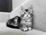 Adorable maine coon kitten