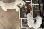 Stunning Home Trained Male and Female Maltese Puppies Searching New Home