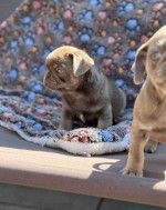 Charming Sweet Male and Female Pug puppies Searching New Home
