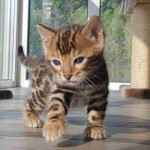 Trained Gorgeous Bengal kittens for adoption
