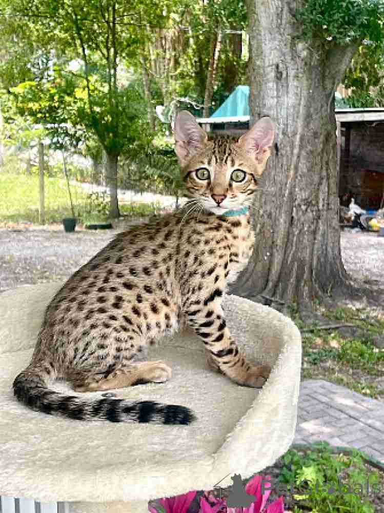 Savannah kittens