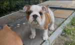 Beautiful Traditional Red /White English Bulldogs