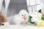 Dollar is a cute tinny teacup Pomeranian puppy