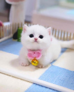 Home of munchkin cats