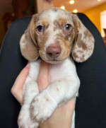Mini dachshund puppy