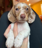 Mini dachshund puppy