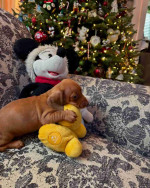 Our six weeks old Jack