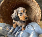 Dachshund